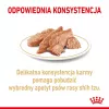 ROYAL CANIN Shih Tzu suaugusiems šunims šlapias ėdalas paštetas 12x85 g