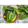 Srem Cucumber F1 Toraf daržovių sėklos, 5g pakuotė