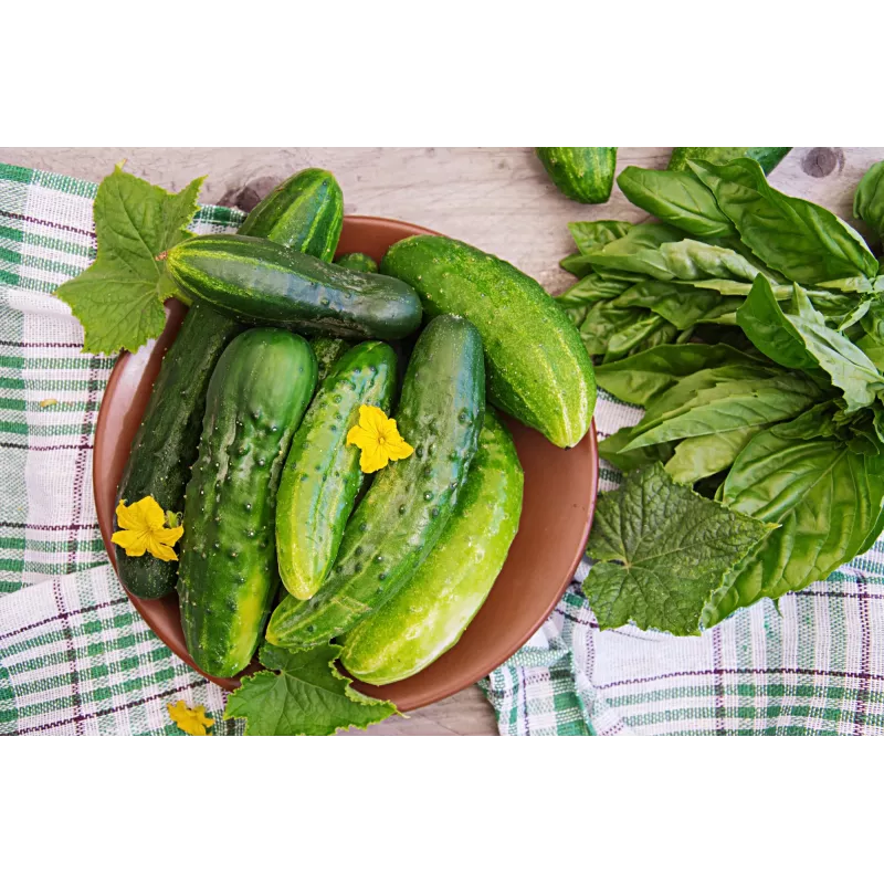 Srem Cucumber F1 Toraf daržovių sėklos, 5g pakuotė