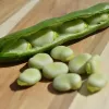 Sėklų pakelis Apte PNOS — Pupos (fava) Jankiel Bialy, 50 g