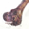 PETMEX Kumpio kaulas - šuns kramtukas - 1 vnt.
