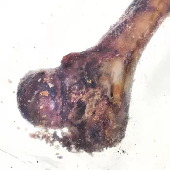 PETMEX Kumpio kaulas - šuns kramtukas - 1 vnt.