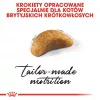Sausas kačių maistas Royal Canin British Shorthair Kitten 2 kg – vištiena, 38% baltymų, 20% riebalų, augimo formulė