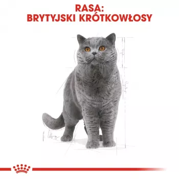 Šlapias kačių maistas Royal Canin British Shorthair Adult pakelis 85 g, paukštiena, ROYAL CANIN Feline Breed Nutrition
