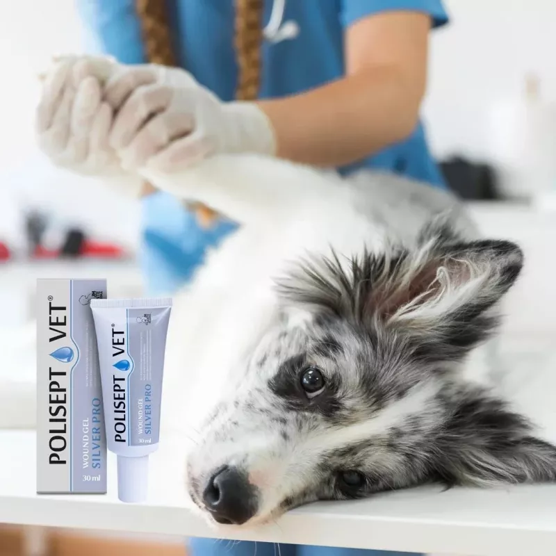 Žaizdų gelis JM Sante Polisept Vet Sidabrinė Pro 30 ml — vietinis žaizdų priežiūros preparatas šunims ir katėms, 30 ml tūbelė