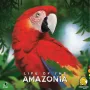 Life of the Amazonia, Stalo žaidimas