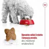 Sausas šunų maistas Royal Canin Adult Mini S 8 kg — visavertė mityba mažiems suaugusiems šunims