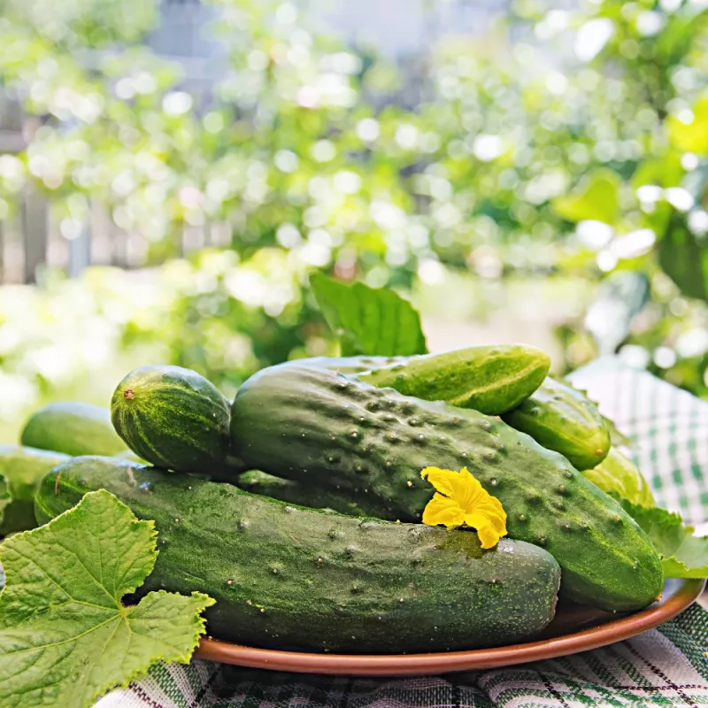 Agurkų sėklos Apte Cucumber Portal F1 — juosta 6 m, vidutinio ankstyvumo veislė, skirta rauginimui