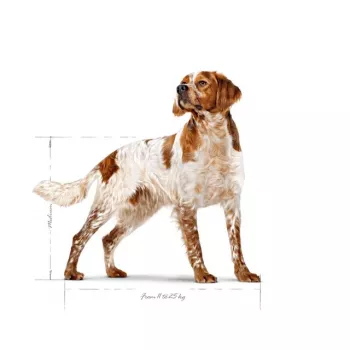 Royal Canin SHN Medium Adult sausas šunų ėdalas, 15 kg