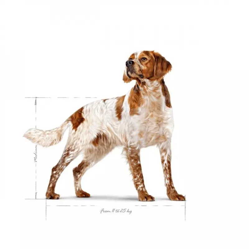 Sausas šunų maistas Royal Canin SHN Medium Adult 15 kg — visavertė mityba suaugusiems vidutinių veislių šunims, paukštiena, 25% baltymų, 14% riebalų