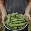 Sėklų pakelis Apte PNOS — Pupos (fava) Jankiel Bialy, 50 g