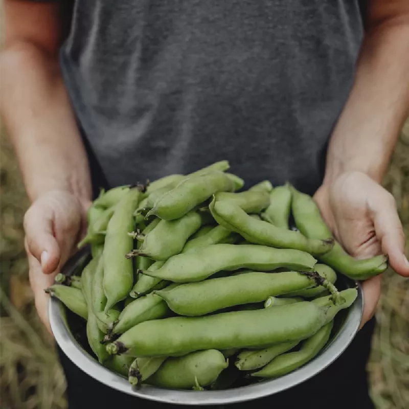 Sėklų pakelis Apte PNOS — Pupos (fava) Jankiel Bialy, 50 g