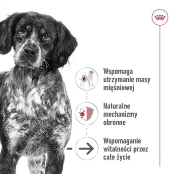 ROYAL CANIN SHN Medium Ageing Loaf Can 410g