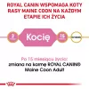 Sausas kačių maistas Royal Canin Maine Coon Kitten 2 kg — paukštiena, baltymai 36%, riebalai 23%