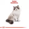 Sausas kačių maistas Royal Canin Ragdoll Adult 2 kg — vištiena, 32 % baltymų, 18 % riebalų