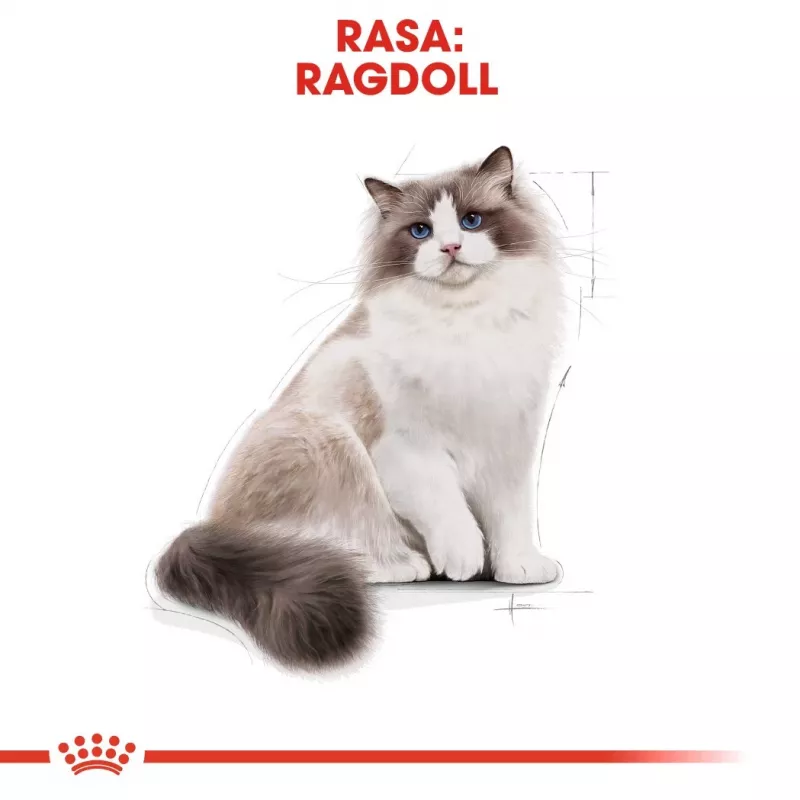 Sausas kačių maistas Royal Canin Ragdoll Adult 2 kg — vištiena, 32 % baltymų, 18 % riebalų
