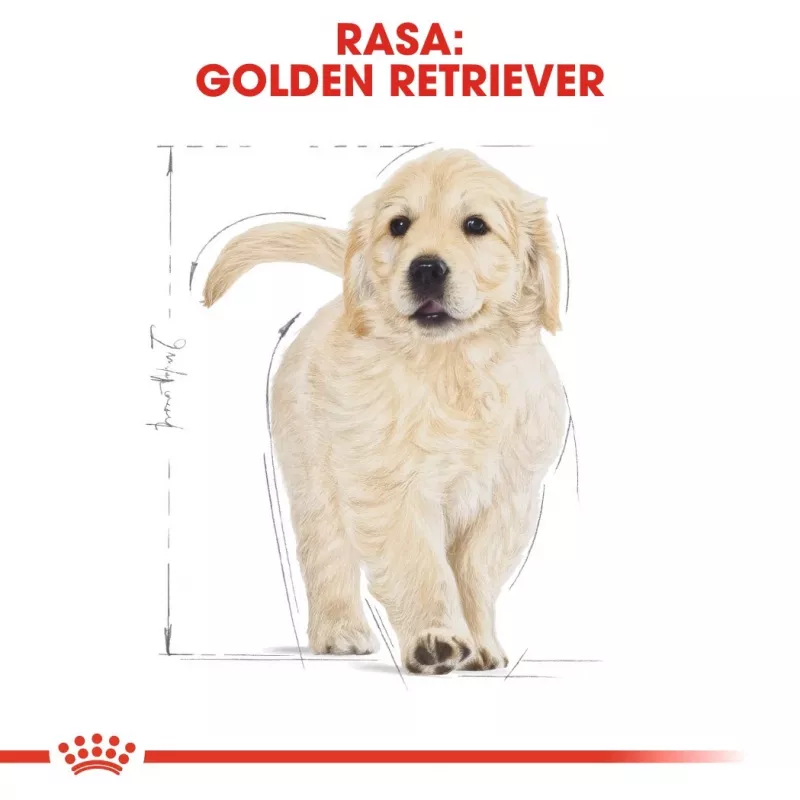 Royal Canin Golden Retriever Junior sausas šunų maistas 12 kg – paukštiena, 29 % baltymų, 16 % riebalų