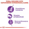 Sausas kačių maistas Royal Canin Sensible 33 4 kg — Suaugusios katės, paukštiena ir ryžiai, baltymai 33%, riebalai 22%