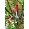 Medžių pjovimo žirklės WOLF-Garten RC-VM ANVIL PROFI