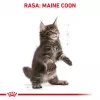 Sausas kačių maistas Royal Canin Maine Coon Kitten 2 kg — paukštiena, baltymai 36%, riebalai 23%