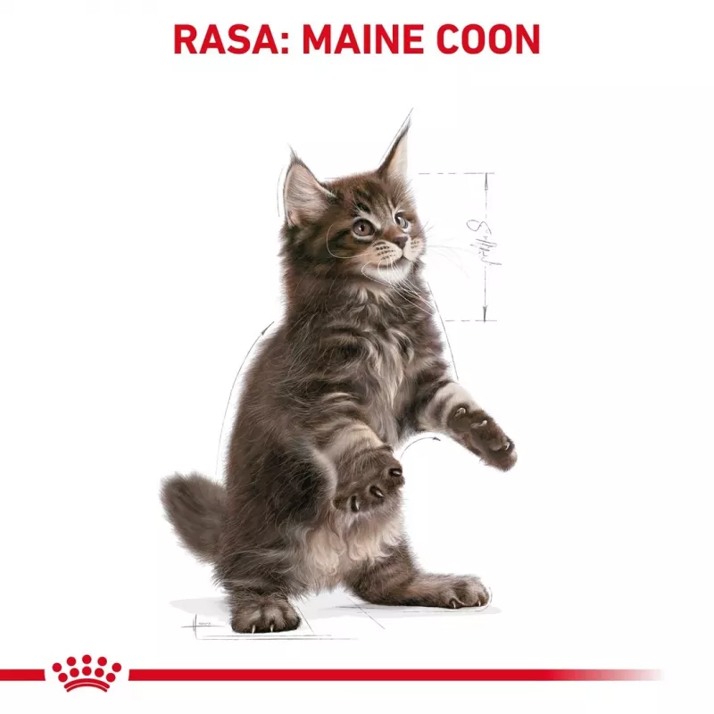 Sausas kačių maistas Royal Canin Maine Coon Kitten 2 kg — paukštiena, baltymai 36%, riebalai 23%