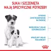 Sausas šunų maistas Royal Canin Starter Mother & Babydog 1 kg — vištienos, 30% baltymų, 22% riebalų