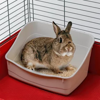 Atviras kampinis tualetas FERPLAST Rabbit triušiams plastikinis pilkas 370×270×185 mm
