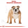 Sausas šunų maistas Royal Canin Bulldog Adult 12 kg — suaugusiems buldogams, vištienos skonio, 24% baltymų, 14% riebalų