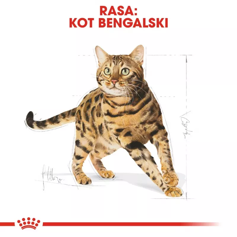 Sausas kačių ėdalas Royal Canin Bengal Adult 2 kg — paukštiena, 40 % baltymų, 18 % riebalų, virškinimo ir odos priežiūra