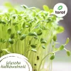 Toraf pomidorų sėklų rinkinys Eden - 8 pakuotės