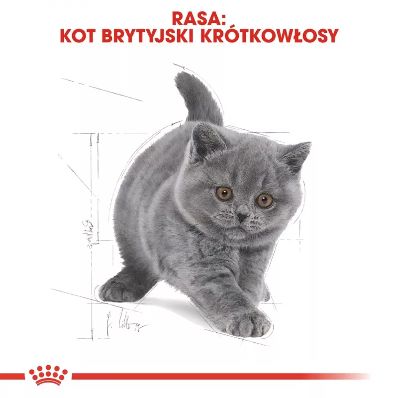 Sausas kačių maistas Royal Canin British Shorthair Kitten 2 kg – vištiena, 38% baltymų, 20% riebalų, augimo formulė