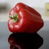 Sėklų pakelis Seklos LT Paprika Jolanta 0,5 g – saldžiųjų paprikų sėklos auginimui