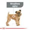 Sausas šunų maistas Royal Canin Mini Dental Care 3 kg — suaugę mažų veislių šunys, paukštienos skonio, dantų priežiūra