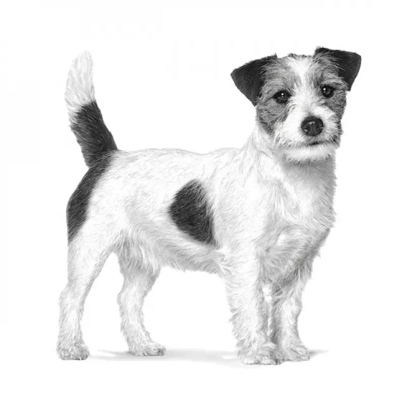 Sausas šunų maistas Royal Canin Anallergenic Small 1,5 kg — hipoalerginė suaugusių šunų formulė mažoms veislėms
