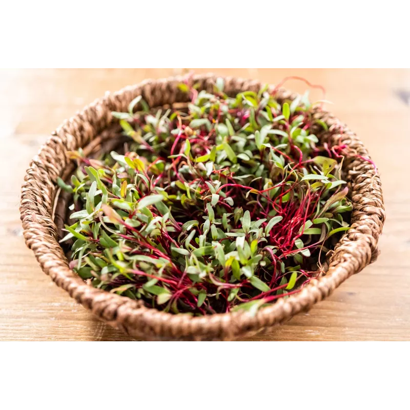 China Rose ridikėlių sėklos daigams, 20 g pakuotė