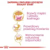 Sausas kačių maistas Royal Canin British Shorthair Kitten 2 kg – vištiena, 38% baltymų, 20% riebalų, augimo formulė