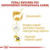 Sausas šunų maistas Royal Canin Maltese Adult 1.5 kg — vištiena, 24% baltymų, 18% riebalų