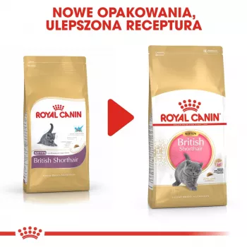 Sausas kačių maistas Royal Canin British Shorthair Kitten 2 kg – vištiena, 38% baltymų, 20% riebalų, augimo formulė