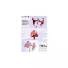Laminavimo plėvelės Olympia 1x100 DIN A4 125 mikronai