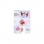 Laminavimo plėvelės Olympia 1x100 DIN A4 125 mikronai