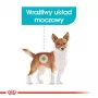 Sausas šunų maistas Royal Canin Mini Urinary Care 3 kg — mažoms veislėms, paukštiena, 27% baltymų, 16% riebalų