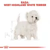 Royal Canin BHN West Highland Balta Terrier Adult – sausas ėdalas suaugusiems šunims – 3 kg