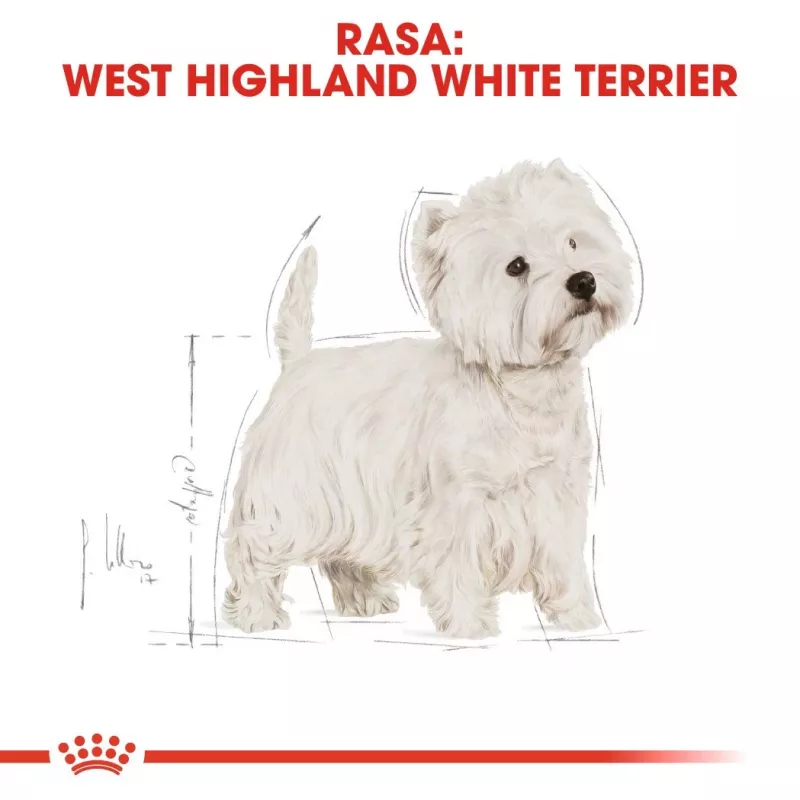 Royal Canin BHN West Highland Balta Terrier Adult – sausas ėdalas suaugusiems šunims – 3 kg