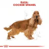 Sausas šunų maistas Royal Canin Cocker Adult 12 kg — Paukštiena, 25 % baltymų, 14 % riebalų