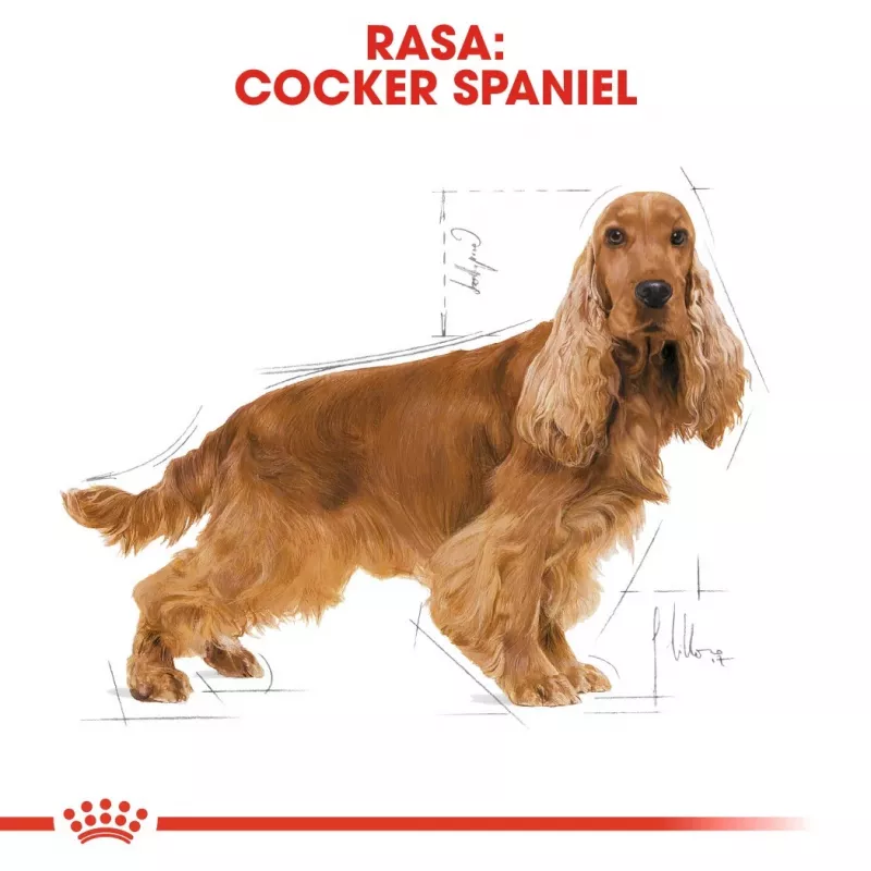 Sausas šunų maistas Royal Canin Cocker Adult 12 kg — Paukštiena, 25 % baltymų, 14 % riebalų