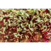 China Rose ridikėlių sėklos daigams, 20 g pakuotė