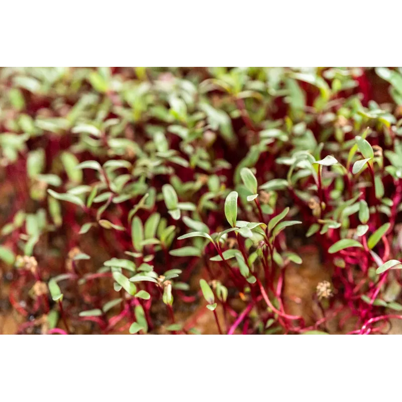 China Rose ridikėlių sėklos daigams, 20 g pakuotė