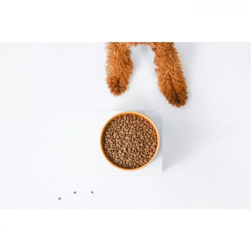 Sausas šunų maistas nature’s protection Superior Care Red Coat Adult Small breed be grūdų su lašiša 10 kg