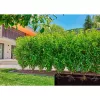 Gardena 13504-20 sodo žarna 50 m požeminė juoda
