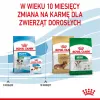 Sausas šunų maistas Royal Canin Mini Puppy 2 kg – mažos veislės, vištiena, 31 % baltymų
